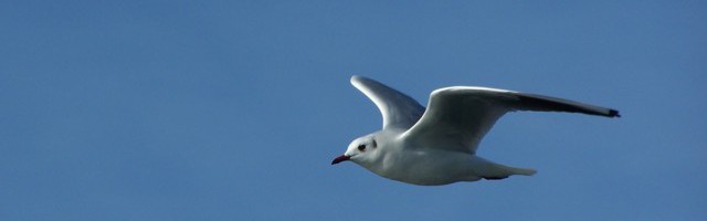 Mouette &copy; fred
