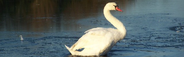 Cygne Domaine de Certes &copy; fred