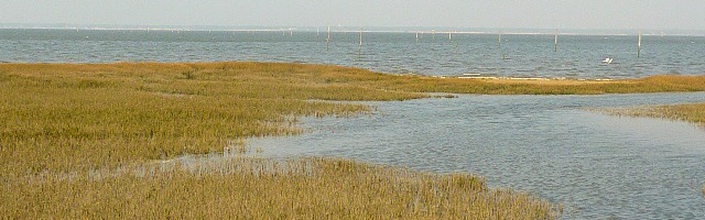 Delta de la Leyre en Bateau